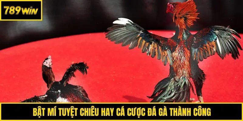 Bật mí tuyệt chiêu hay cá cược đá gà thành công