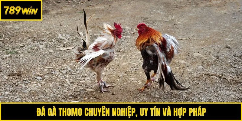 Đá gà Thomo chuyên nghiệp, uy tín và hợp pháp