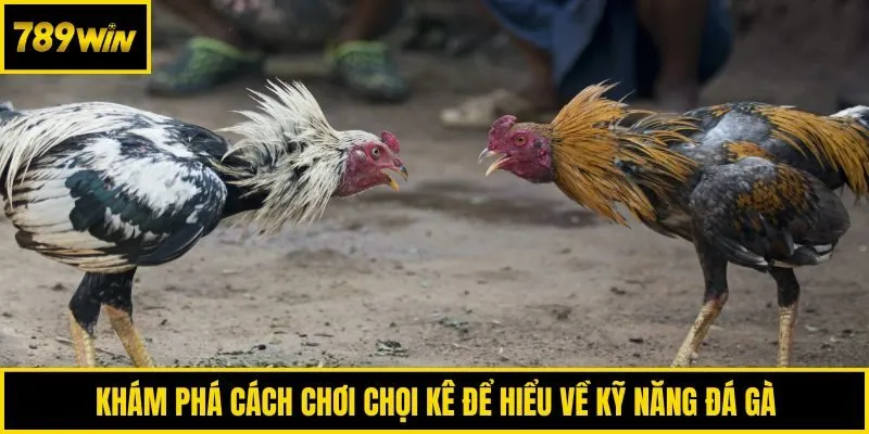 Khám phá cách chơi chọi kê để hiểu về kỹ năng đá gà