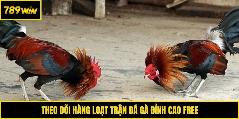 Theo dõi hàng loạt trận đá gà đỉnh cao free